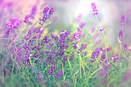 Soft focus on beautiful lavender