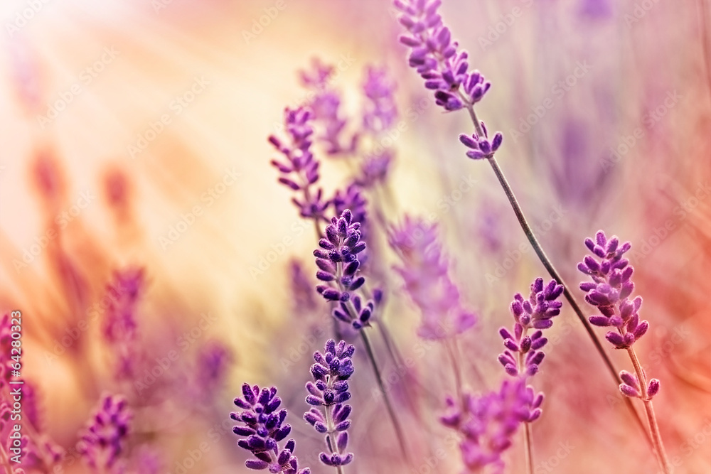 Soft focus on beautiful lavender and sun rays - sunbeams - obrazy, fototapety, plakaty 