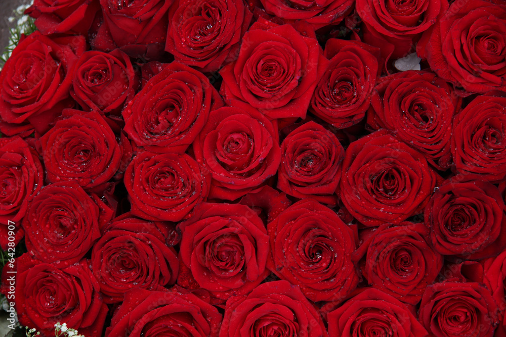 Big group of red roses