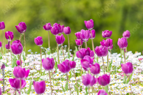 Purple Tulips And White Daisies Field In Spring