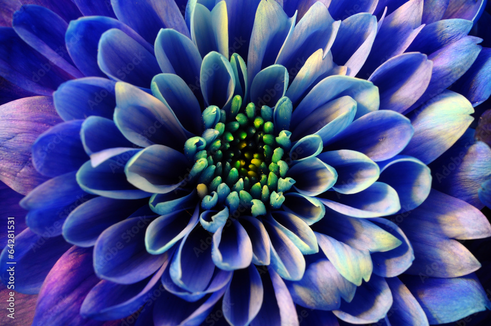 Fototapeta Makro- błękitny kwiatu aster