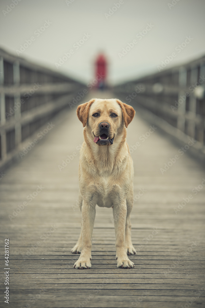 Labrador al faro - mare