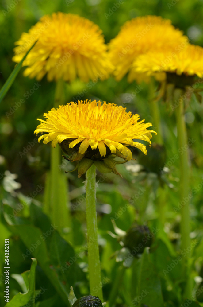 Naklejka premium Löwenzahn
