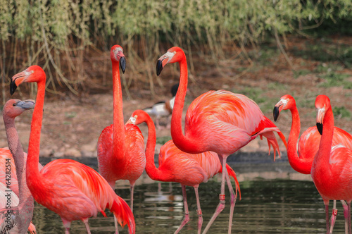 Rosy flamingo at the spring lake