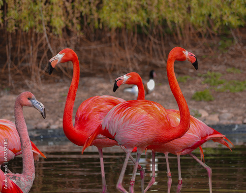 Rosy flamingo at the spring lake #64282784
