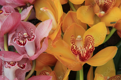 Pink and Yellow cymbidium orchids