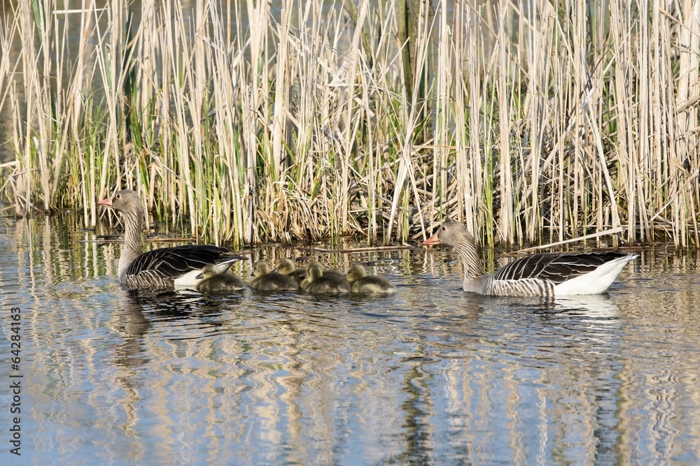 Pair of Greylag geese swimming with their offspring Pair of Greylag geese swimming with their offspring