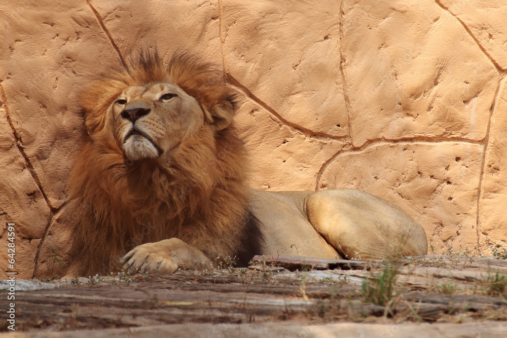 Obraz premium Portrait lion