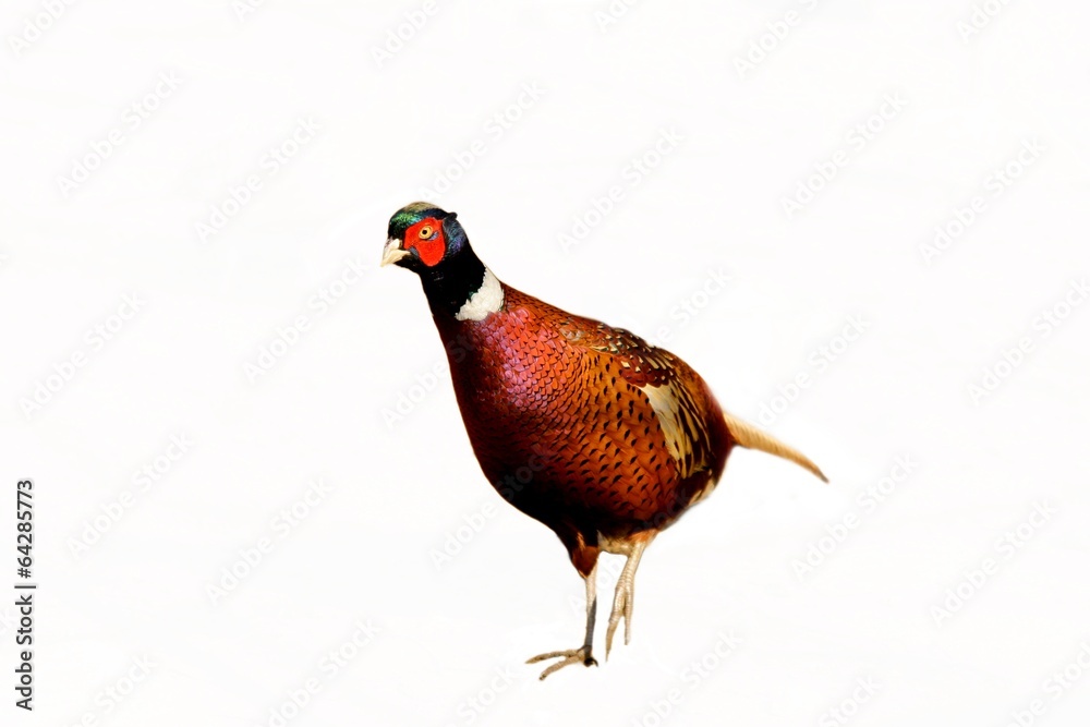 Fototapeta premium pheasant