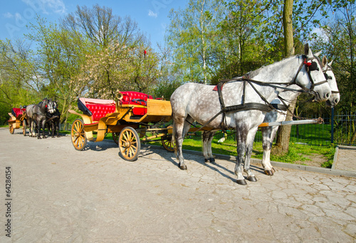 horse-drawn carriage with horses © mubus