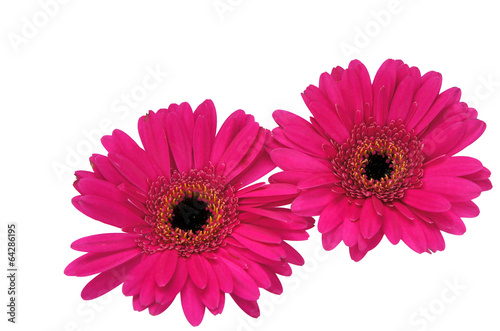 Pink gerbera flower  isolated on white