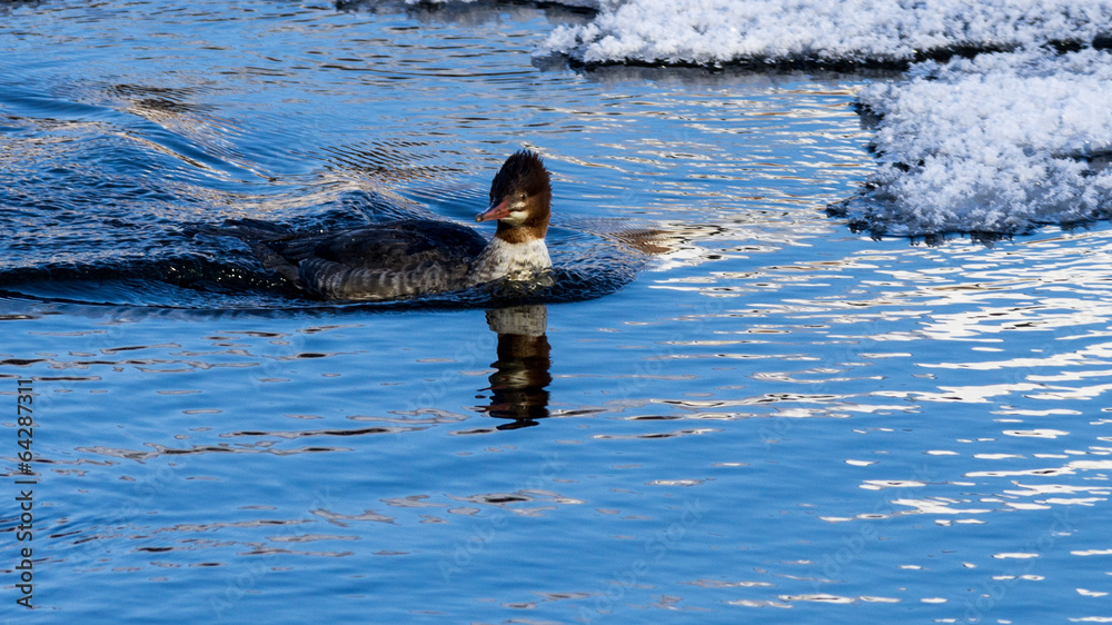 Fototapeta premium Female Merganser