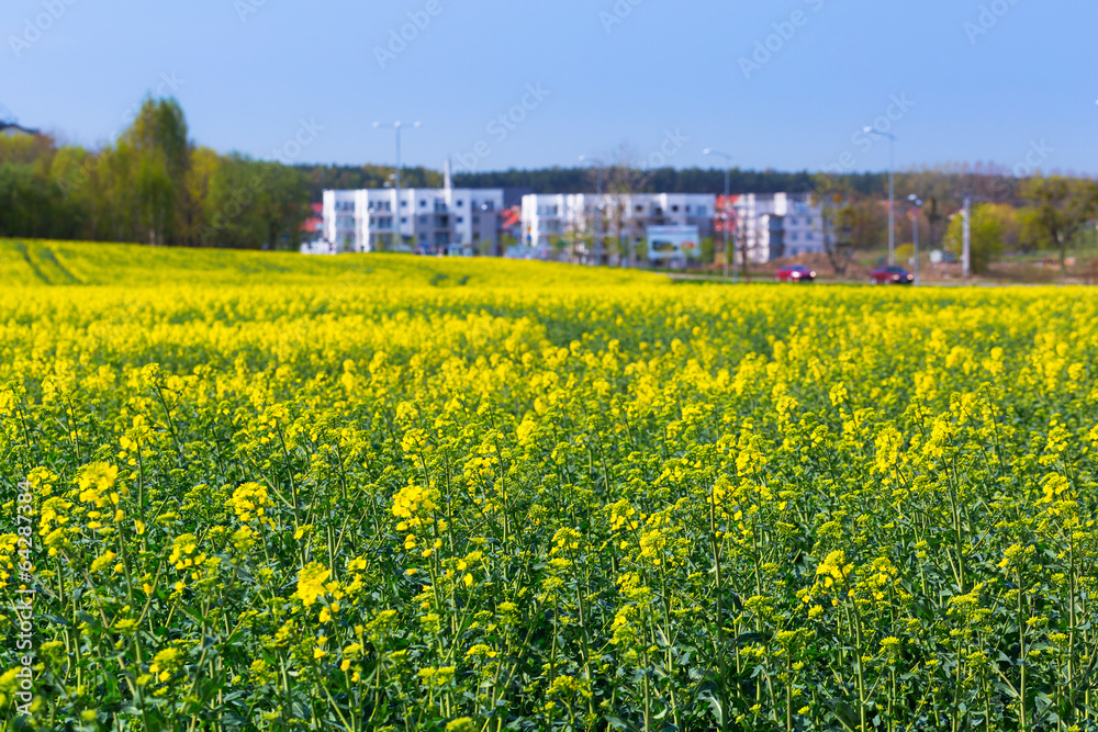 Obraz premium Blooming yellow rapeseed field in Poland