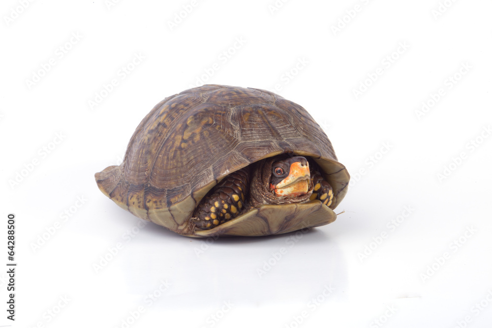 Naklejka premium Turtle