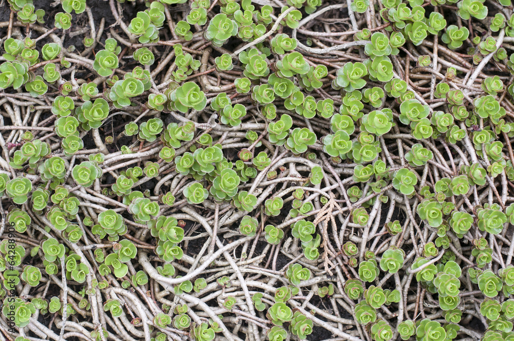 Obraz premium Aeonium canariense. Green flower background