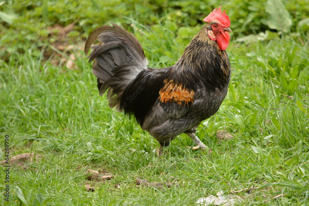 gallo de corral andando por la hierba del campo foto de Stock | Adobe Stock