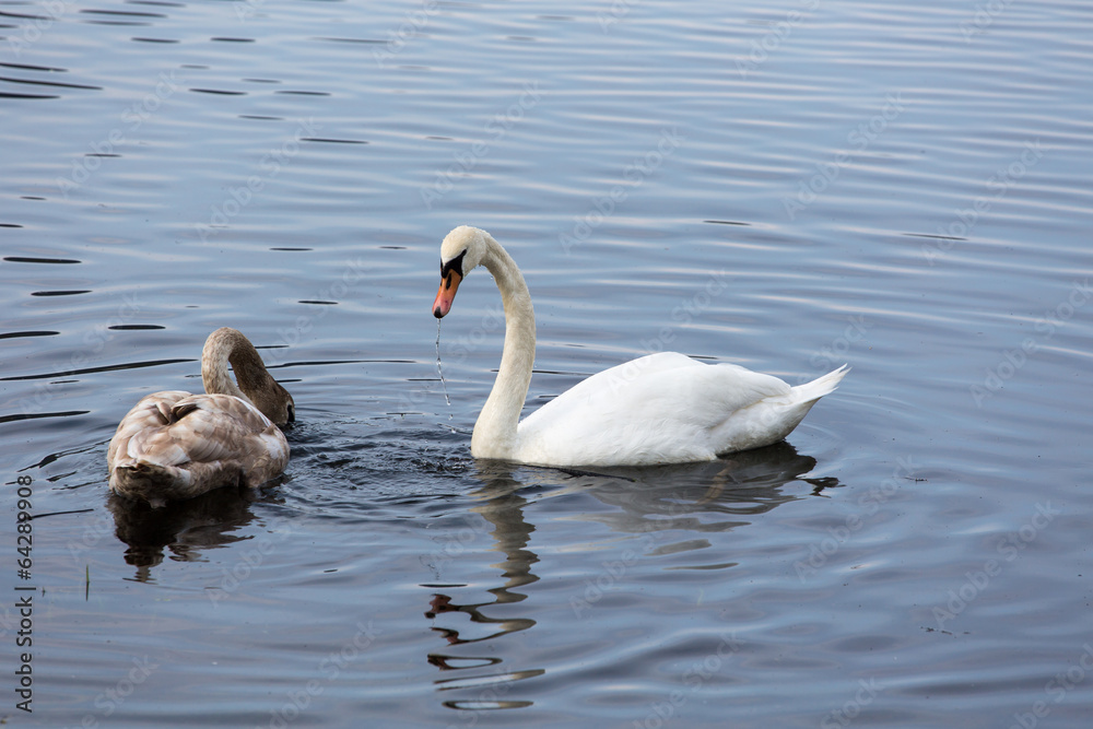 Mother swan and child looking for food Mother swan and child looking for food