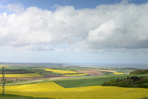 du colza sur la côte d'opale