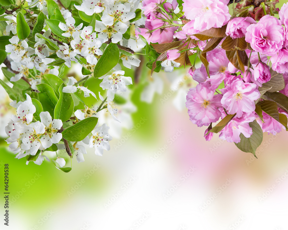 Spring blossoms background - obrazy, fototapety, plakaty 