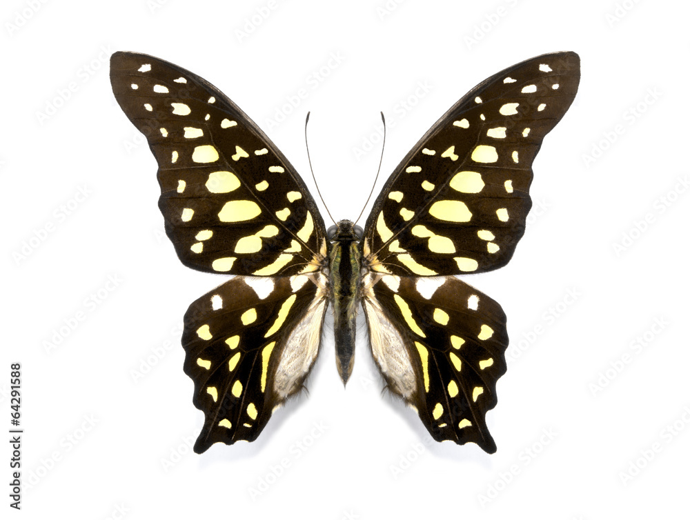 tropical butterfly collection Graphium agamemnon tropical butterfly collection Graphium agamemnon