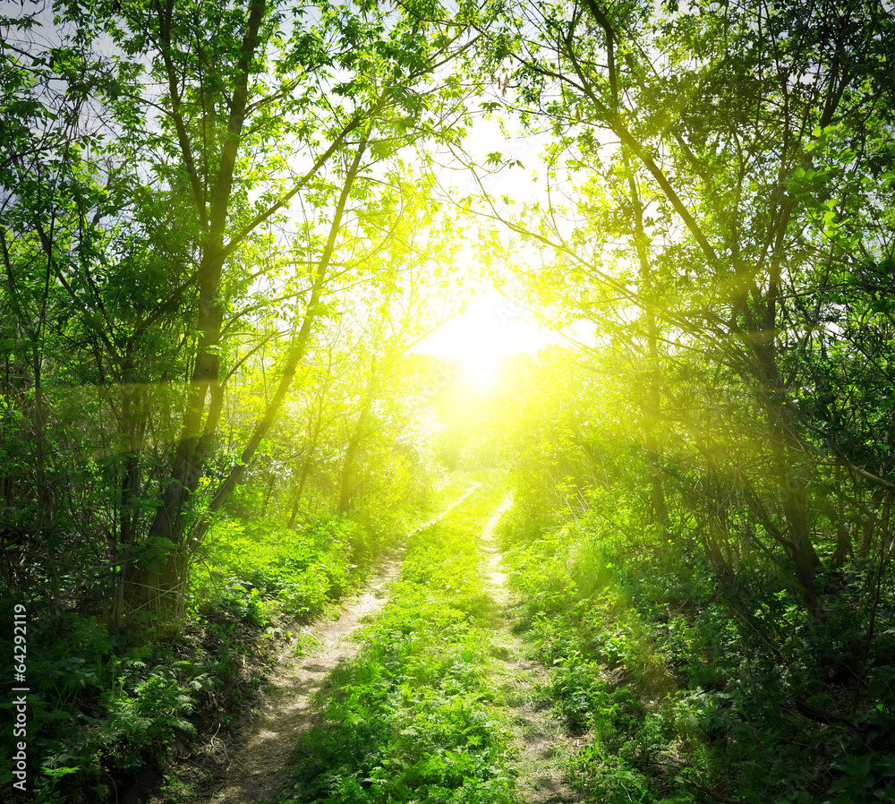 Obraz premium Country road and sunlight