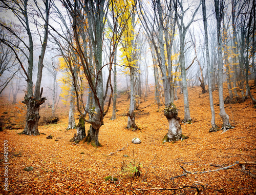 Fairy autumn forest photo