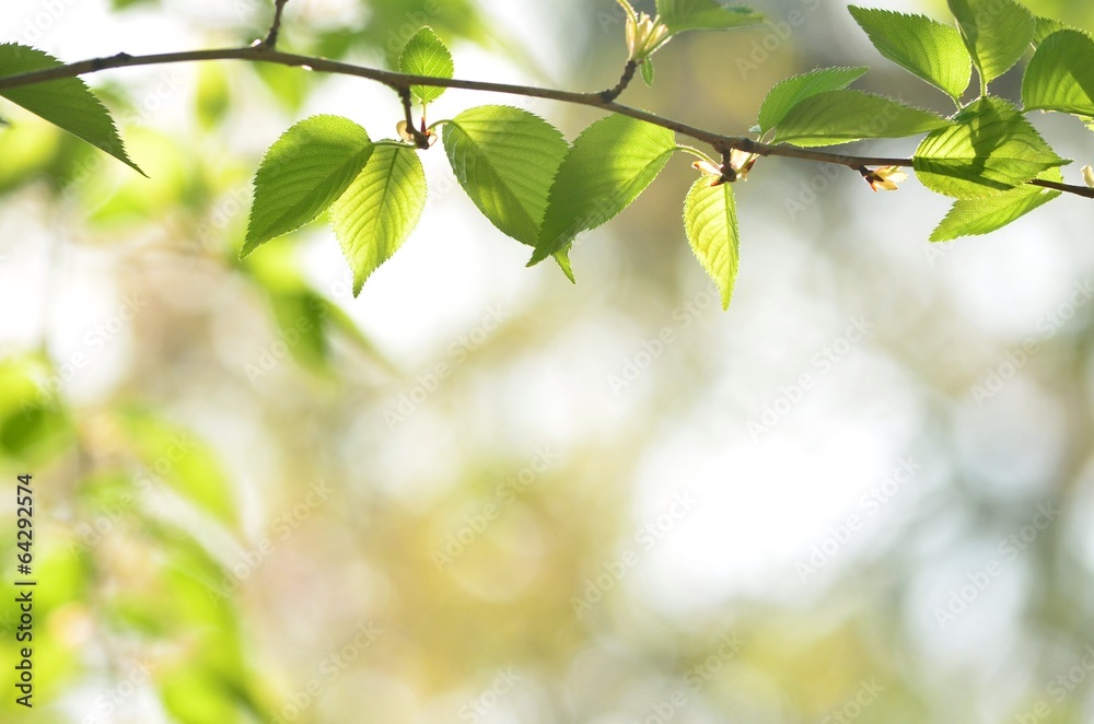 Obraz premium 桜の若葉