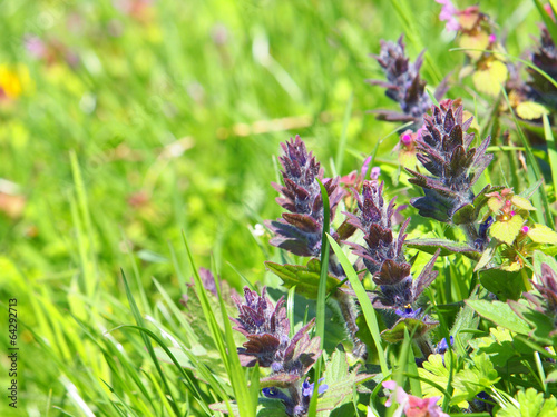 Ajuga genevensis known as the upright bugle, blue bugle photo