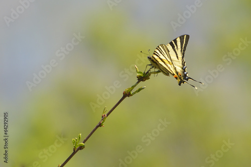 Butterfly - scarce swallowtail photo