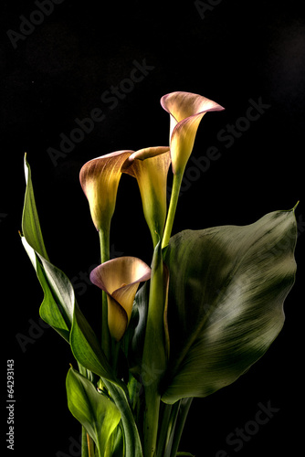 Fototapeta Naklejka Na Ścianę i Meble -  Zantedeschia aethiopica, Calla Lily
