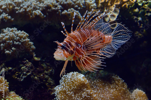 Giant red rockfish (Scorpaena scrofa) in captivity