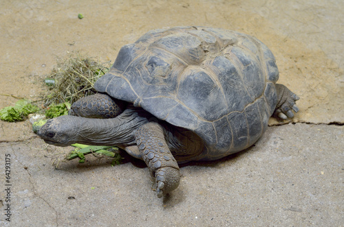 Big Seychelles turtle eat.