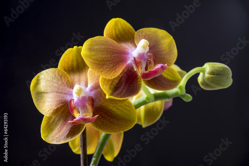 Fototapeta Naklejka Na Ścianę i Meble -  Dendrobium orchid