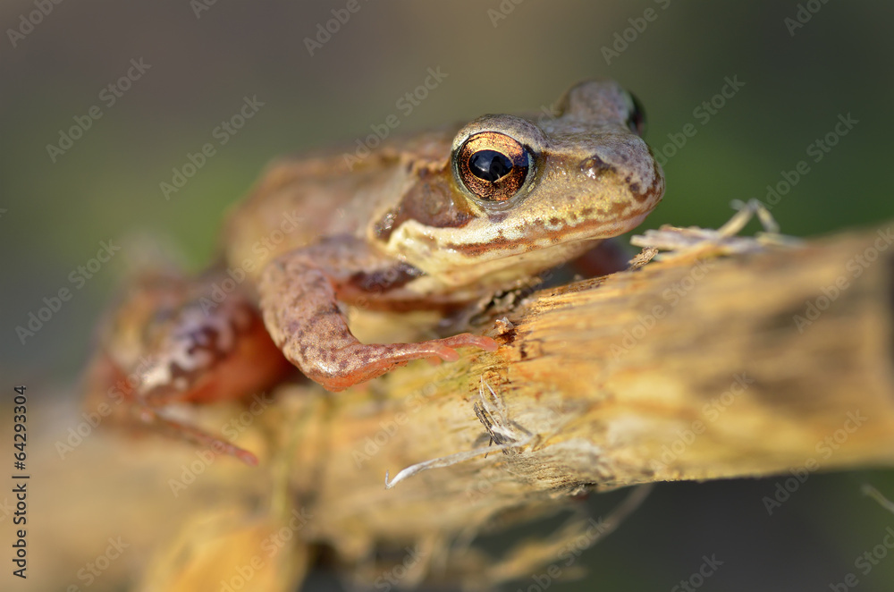The Common Frog The Common Frog