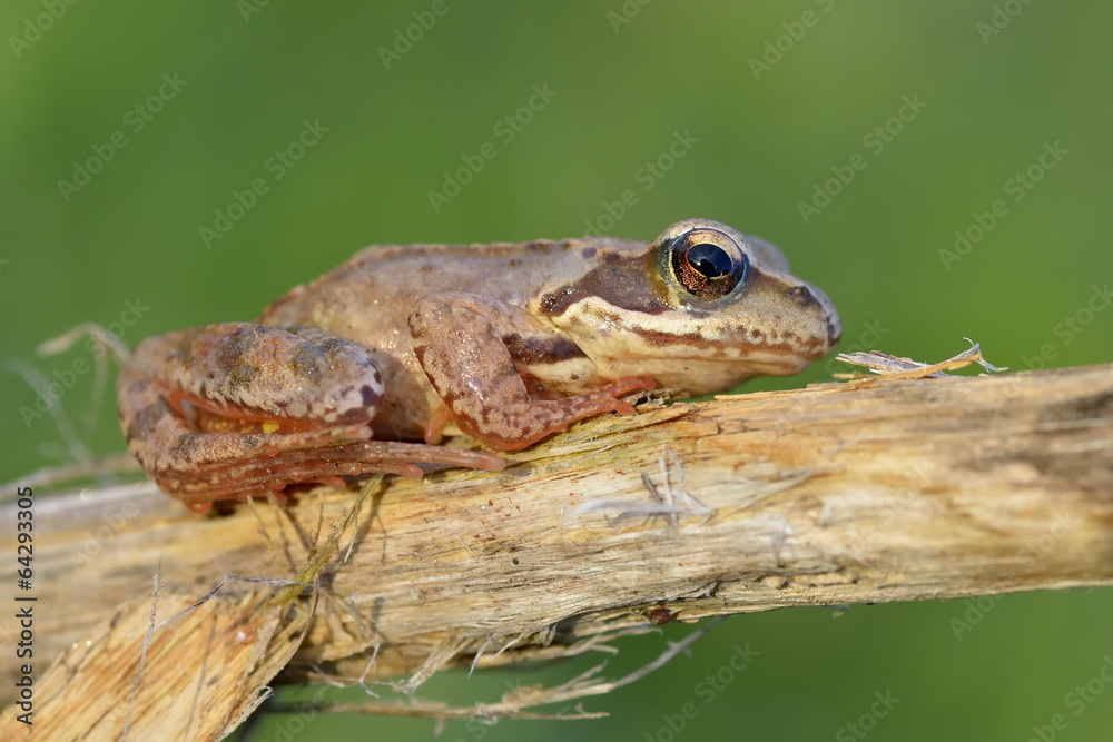 The Common Frog, Rana temporaria