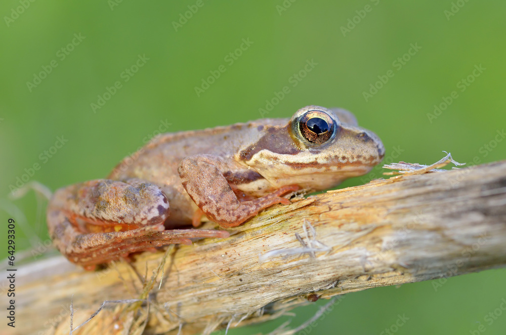 Fototapeta premium The Common Frog
