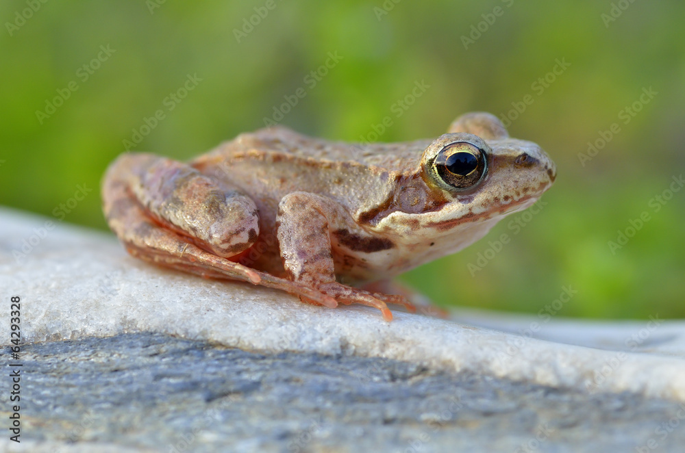 Obraz premium The Common Frog