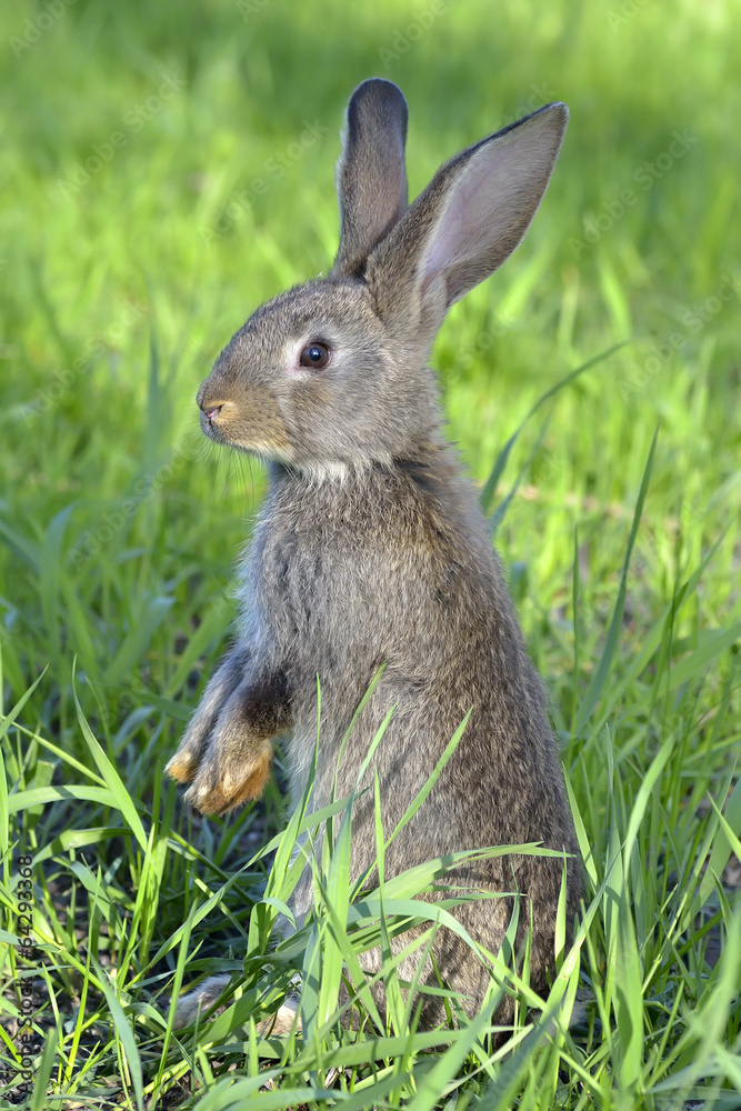 Fototapeta premium Young rabbit on field