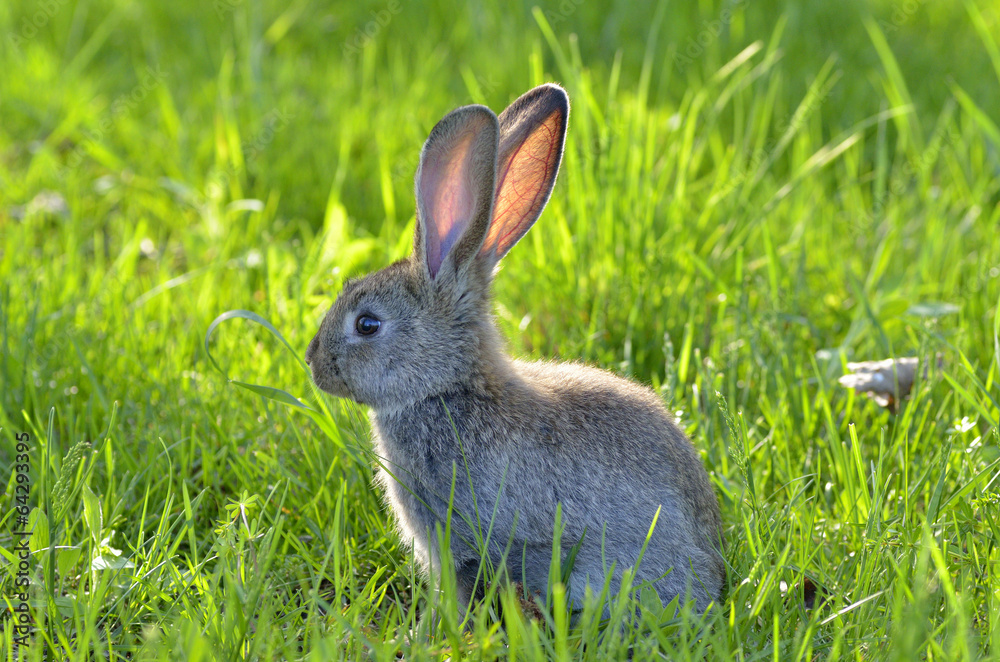Bunny rabbit on green grass Bunny rabbit on green grass