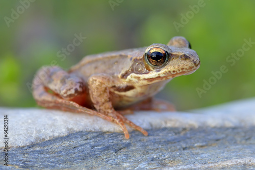 The Common Frog, Rana temporaria photo