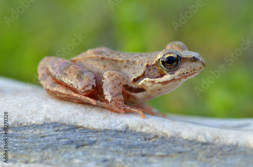 The Common Frog