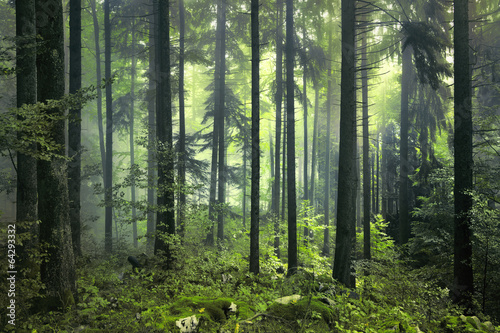 Obraz tajemniczy ciemny las