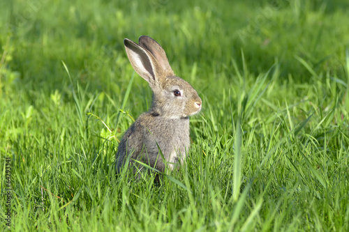 Young rabbit on field © a-weblogiq