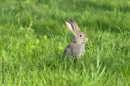 Young rabbit sit in a field