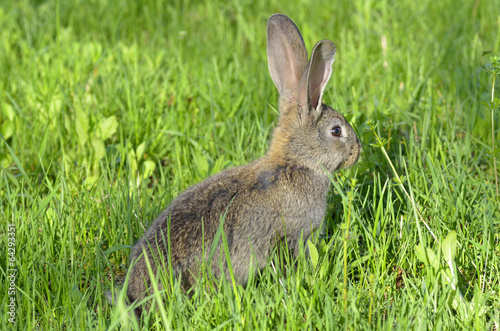Young rabbit sit in a field © a-weblogiq