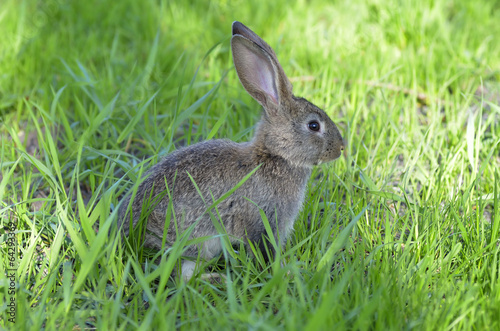 Funny baby rabbit in grass © a-weblogiq