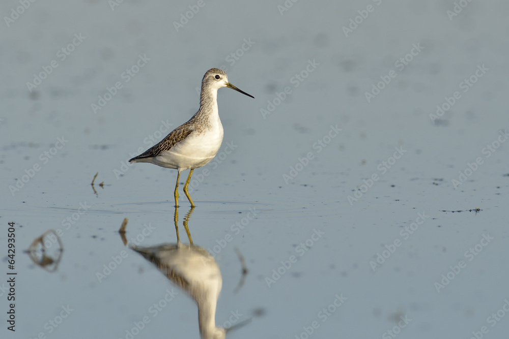 Obraz premium Green sandpiper in natural habitat ( Tringa ochropus)