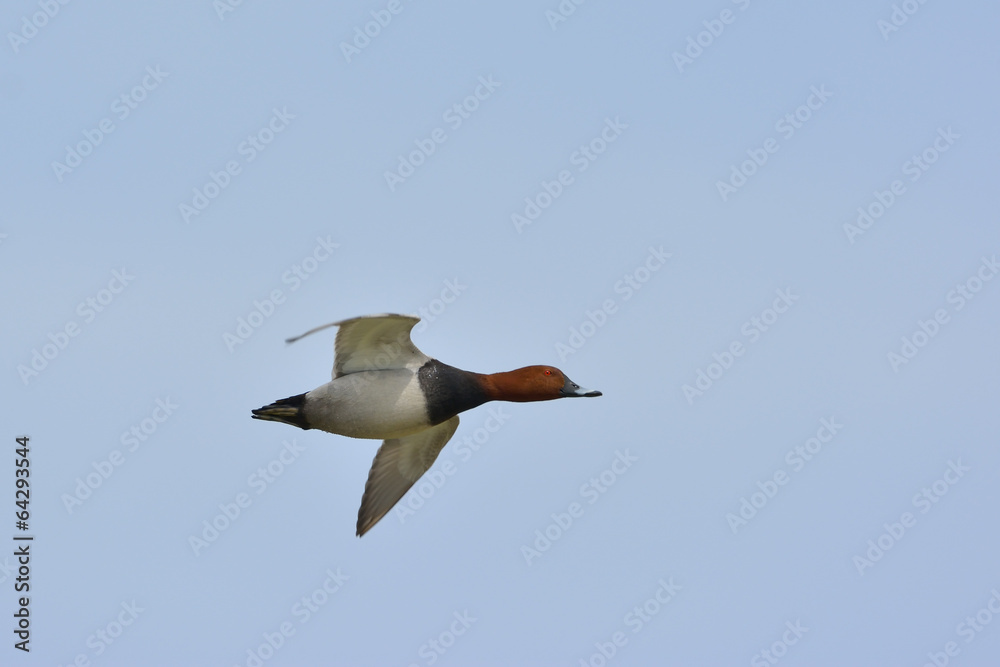 Pochard, Aythya ferina, single in flight Pochard, Aythya ferina, single in flight