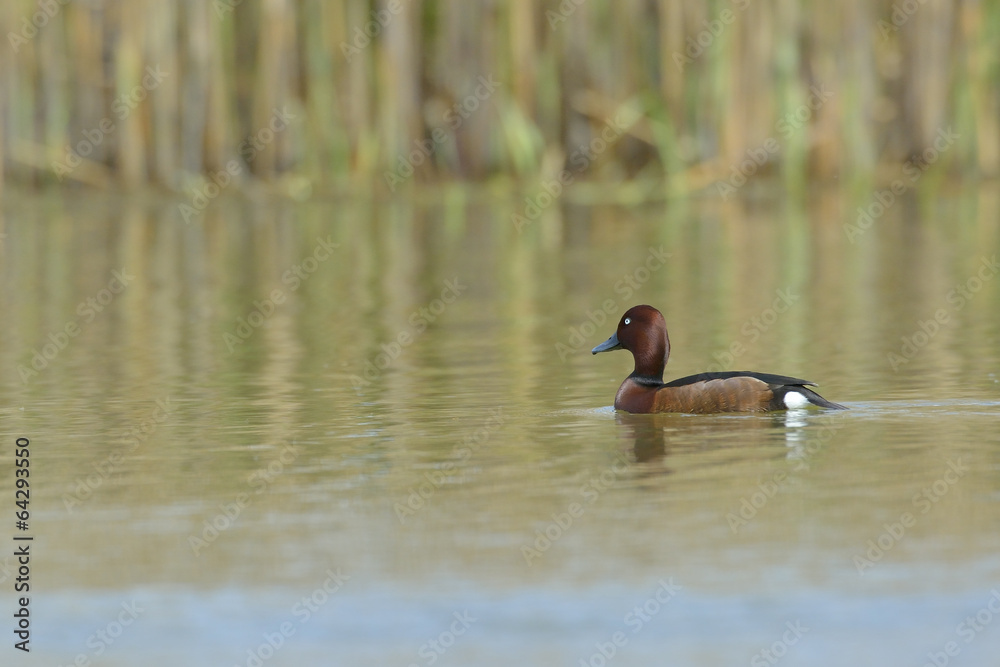Obraz premium Ferruginous Duck - Aythya nyroca
