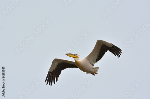 White Pelicans  pelecanus onocrotalus 